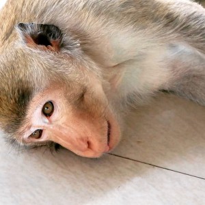 Thailand monkeys