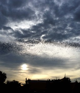 bat-temple-ratchaburi-ban-pong