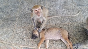 Monkey Hill Hua Hin Temple