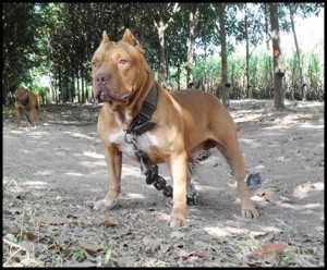 dog fighting thailand