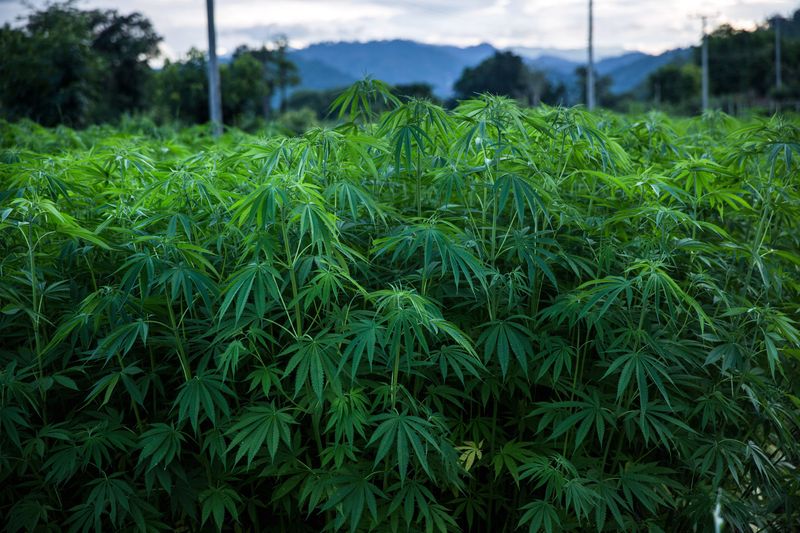Can marijuana become Thailand's number one export?